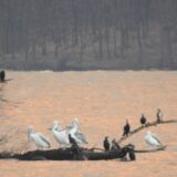 Jedna od najmasivnijih ptica letačica na svetu zimuje u Negotinu 2