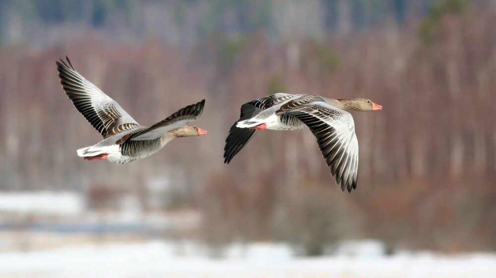 Guske najviše stradaju u Labudovom oknu 1
