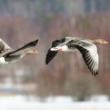 Guske najviše stradaju u Labudovom oknu 14