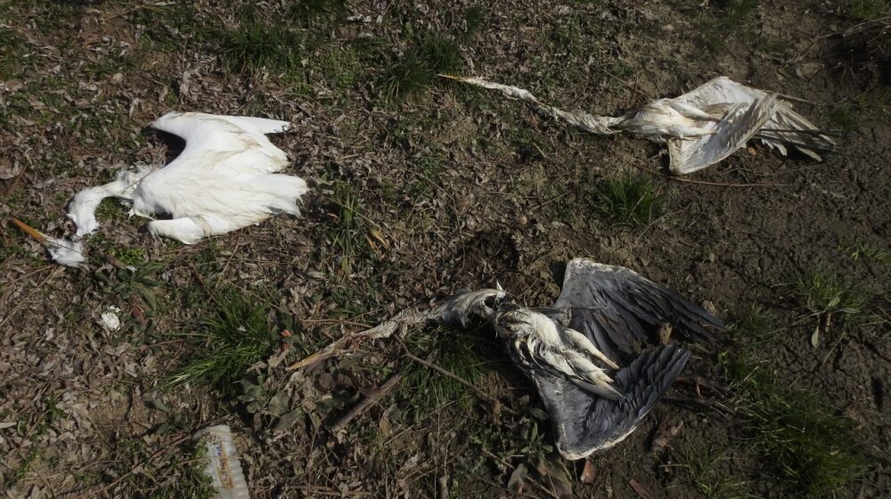 Pomor ptica kod Sutjeske: Ornitolozi pronašli 64 ubijene zaštićene vrste, među kojima i velikog vranca 1