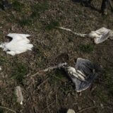 Pomor ptica kod Sutjeske: Ornitolozi pronašli 64 ubijene zaštićene vrste, među kojima i velikog vranca 2