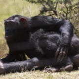 Naučnici utvrdili da šimpanze insektima tretiraju otvorene rane 7