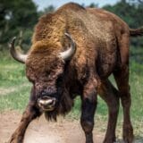 Šta je rivajlding i kako bi ponovo mogao da dovede evropskog bizona u Srbiju? 1