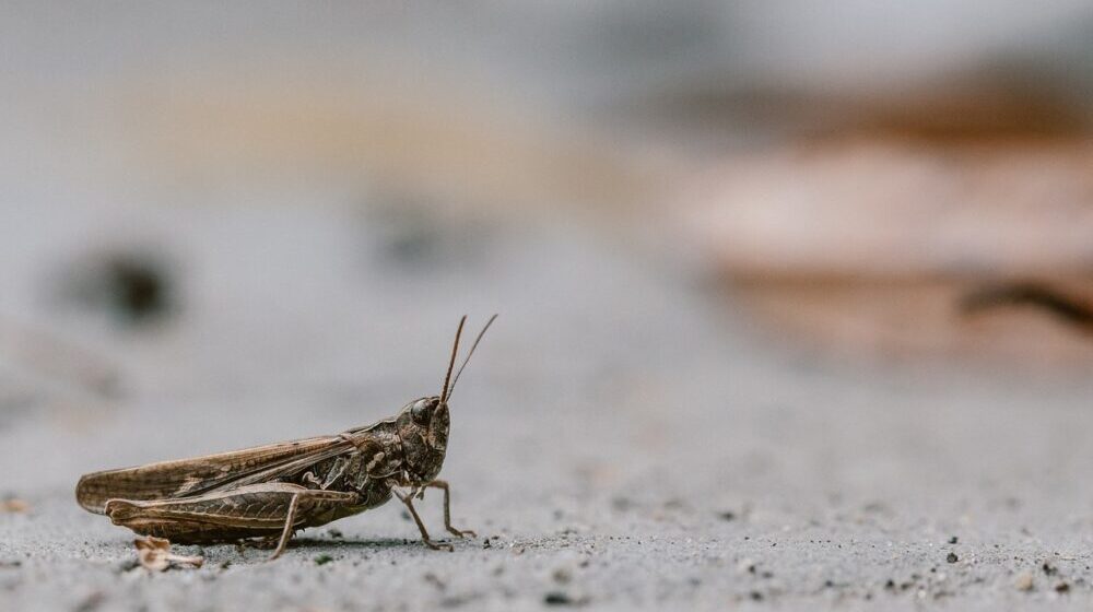 EU dodala cvrčka na listu insekata bezbednih za ishranu 1