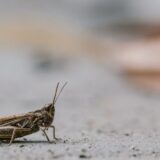 EU dodala cvrčka na listu insekata bezbednih za ishranu 8