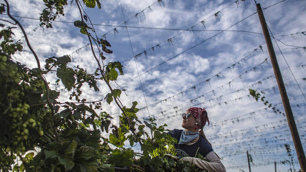 Hmelj - puzavica za dobar san 1