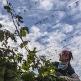 Hmelj - puzavica za dobar san 2