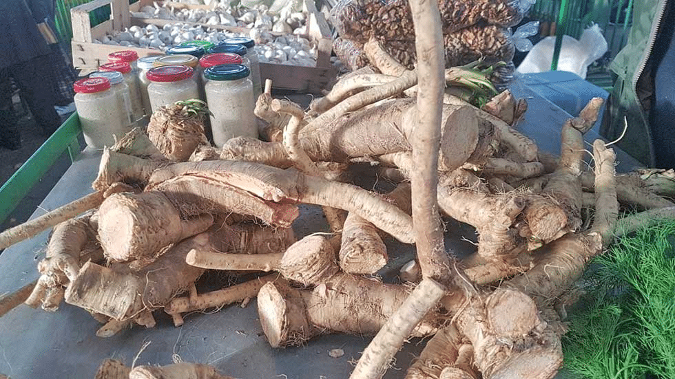 Bez rena nema barene kolenice ili krmenadle u salamuri 3