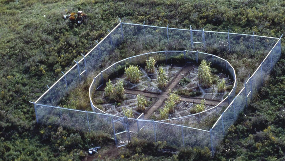 Sedam hiljada hrastova Jozefa Bojsa 1