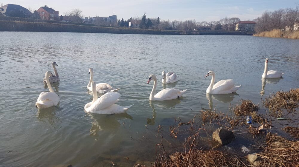 U Kazahstanu 700 labudova uginulo od ptičijeg gripa 1