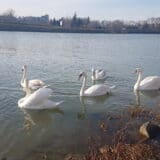 U Kazahstanu 700 labudova uginulo od ptičijeg gripa 12