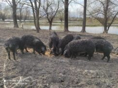 Porodica Mirkov iz Čente napravila biznis od dva poklonjena praseta mangulice 3