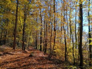 Kako zaštiti Spomen kompleks Cerska bitka od najezde rudarskih kompanija 4