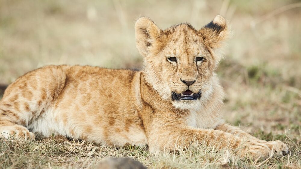 WWF upozorava: Odbegli lav u Budvi ukazuje na problem krijumčarenja životinja 1