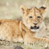 WWF upozorava: Odbegli lav u Budvi ukazuje na problem krijumčarenja životinja 8