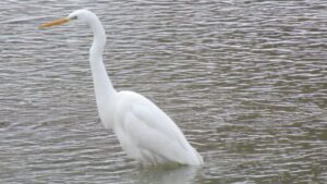 Crne liske, patke gluvare i veliki kormorani zimuju na Dunavu kod Đerdapa 2