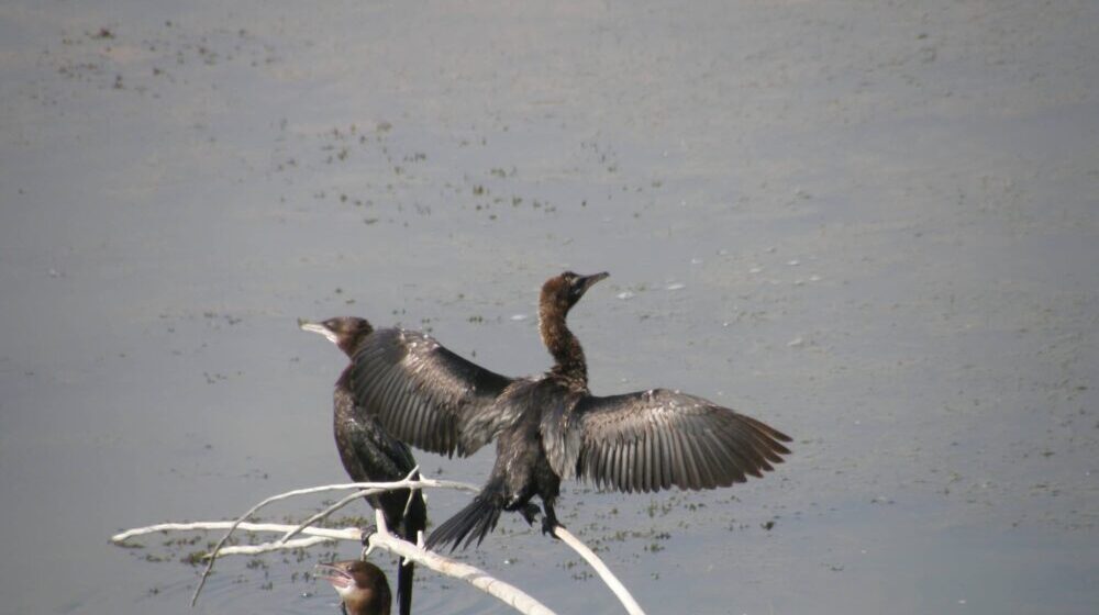 Crne liske, patke gluvare i veliki kormorani zimuju na Dunavu kod Đerdapa 1