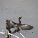 Crne liske, patke gluvare i veliki kormorani zimuju na Dunavu kod Đerdapa 6