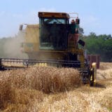 Žetva pšenice završena, a ratari još ne znaju cenu 13