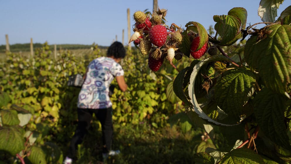 Kako pripremiti čaj od lista maline i za šta je sve delotvoran? 1
