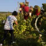 Kako pripremiti čaj od lista maline i za šta je sve delotvoran? 1