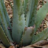 Zašto je aloe vera čudesna biljka i sveprisutni melem 13