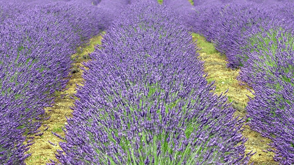 Polje lavande