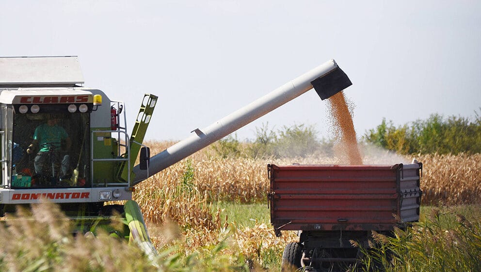 Na Produktnoj berzi u Novom Sadu skuplji pšenica, kukuruz i uljana repica 1