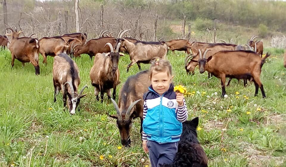 Farma koza u Beloj Reci kod Šapca: Uspeli bez pomoći države i opštine 1