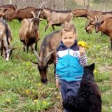 Farma koza u Beloj Reci kod Šapca: Uspeli bez pomoći države i opštine 1