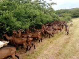 Farma koza u Beloj Reci kod Šapca: Uspeli bez pomoći države i opštine 3