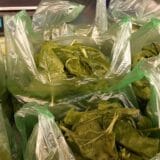 Otrovni spanać izazvao halucinacije i delirijum u Australiji 2