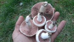 274630018_3043209842594048_9165412125022026248_n Milovanov „Volujački lonac“ za snagu i zdravlje 3