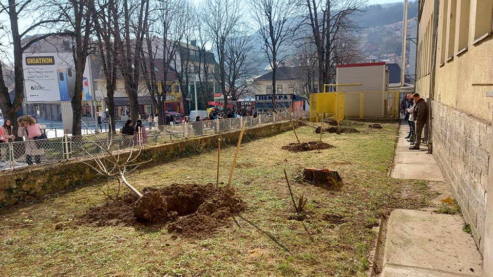 U dvorištu Prve osnovne škole kralja Petra II umesto breza zasađena tri stabla katalpe 2