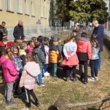 U dvorištu Prve osnovne škole kralja Petra II umesto breza zasađena tri stabla katalpe 1