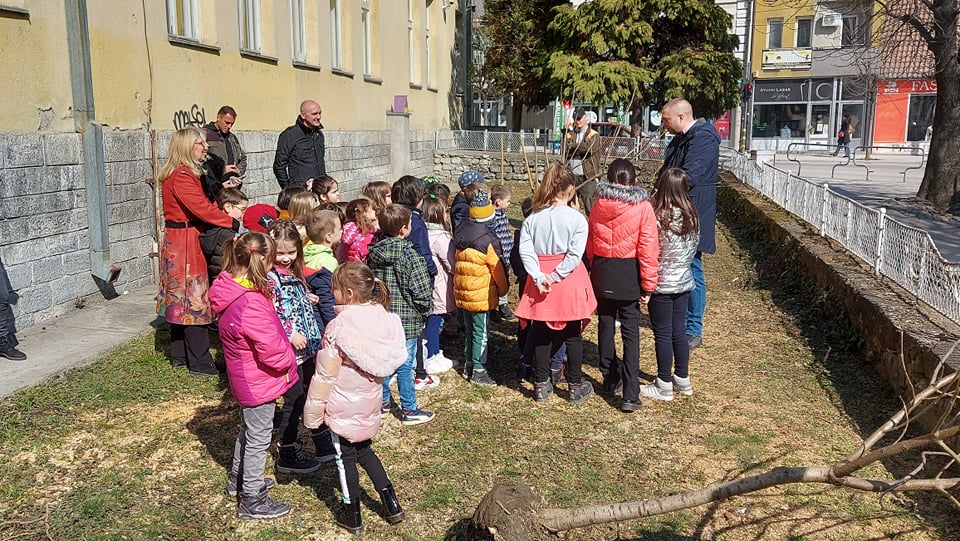 U dvorištu Prve osnovne škole kralja Petra II umesto breza zasađena tri stabla katalpe 1 U dvorištu Prve osnovne škole kralja Petra II umesto breza zasađena tri stabla katalpe 1