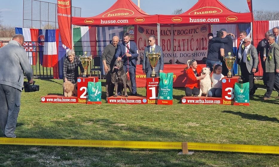 Bogatić: Pas rase Cane corso pobednik Međunarodne izložbe pasa 1
