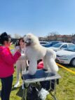 Bogatić: Pas rase Cane corso pobednik Međunarodne izložbe pasa 3