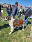 Bogatić: Pas rase Cane corso pobednik Međunarodne izložbe pasa 4