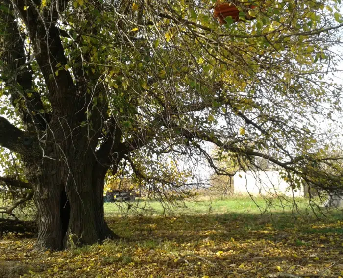 U Novom Sadu žive stabla drveća starija od 200 godina 2 U Novom Sadu žive stabla drveća starija od 200 godina 2