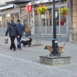 Problem napuštenih pasa u Vranju: "Koliko daju para za ujede pasa godišnje, mogu da naprave azil" 7