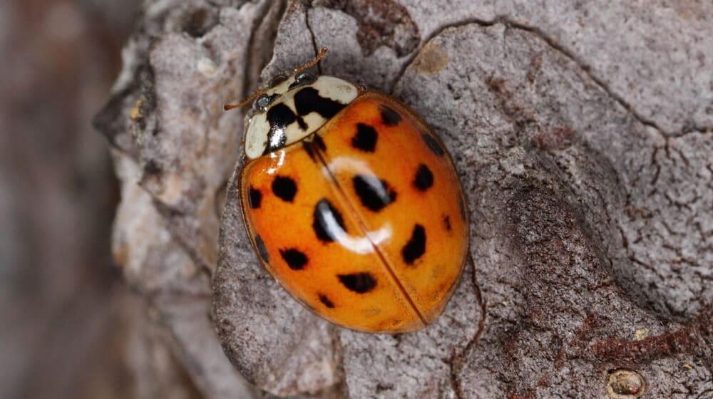 Kreće najezda žutih bubamara u Srbiji: Nema razloga za strah, ne treba ih ubijati 1