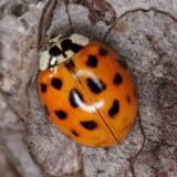 Kreće najezda žutih bubamara u Srbiji: Nema razloga za strah, ne treba ih ubijati 4