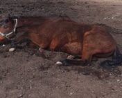 Potresna priča iz Šapca: Da li konji u vlasništvu grada umiru od gladi? 3