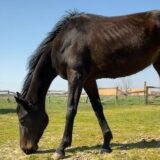 Potresna priča iz Šapca: Da li konji u vlasništvu grada umiru od gladi? 3