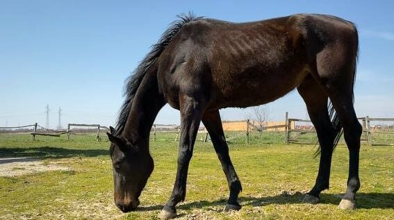 Potresna priča iz Šapca: Da li konji u vlasništvu grada umiru od gladi? 1