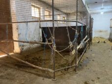 Potresna priča iz Šapca: Da li konji u vlasništvu grada umiru od gladi? 8