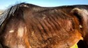 Potresna priča iz Šapca: Da li konji u vlasništvu grada umiru od gladi? 4