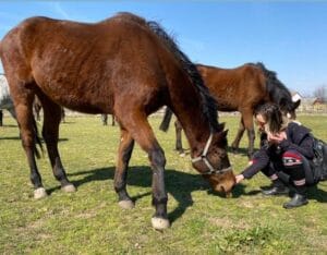 Potresna priča iz Šapca: Da li konji u vlasništvu grada umiru od gladi? 5
