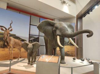 Nebesko kamenje i glava fosila Mosasaurusa čekaju Svilajčane u Prirodnjačkom centru Srbije 10